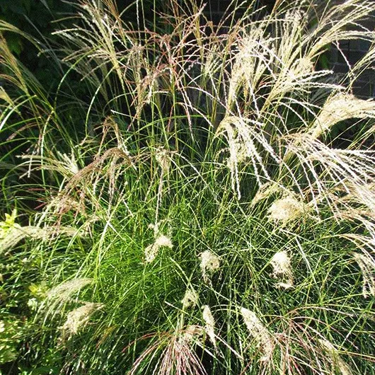 Little Kitten Grass - Image 4