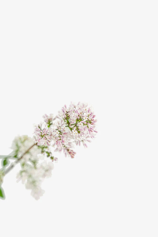 Miss Kim Lilac - Image 5