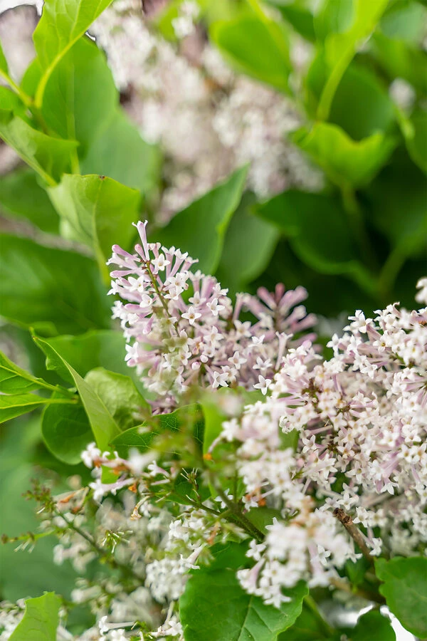 Miss Kim Lilac - Image 4