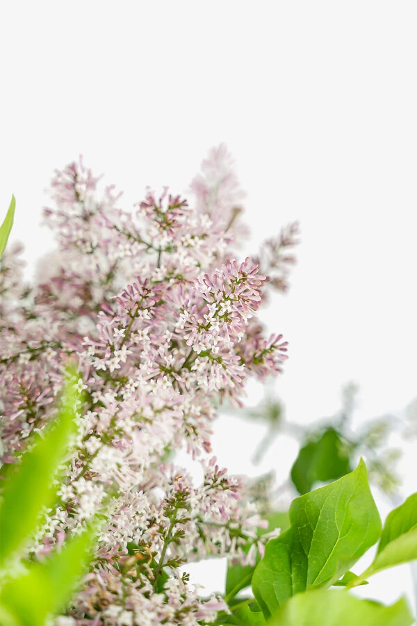 Miss Kim Lilac - Image 3