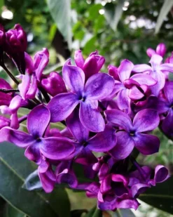 Monge Purple Lilac