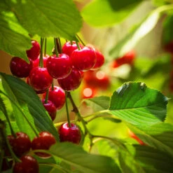 Montmorency Cherry Tree
