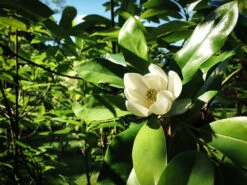 Moonglow® Sweetbay Magnolia