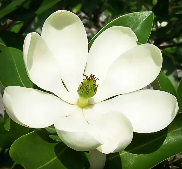 Moonglow® Sweetbay Magnolia - Image 3