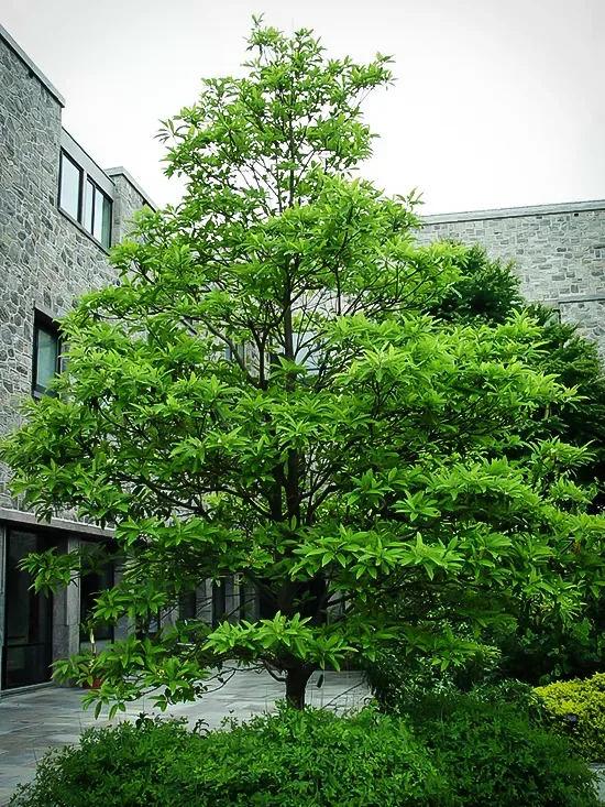 Moonglow® Sweetbay Magnolia - Image 2