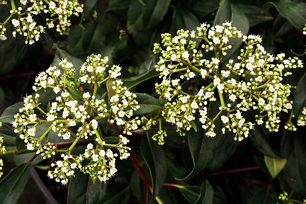 Moonlit Lace Viburnum - Image 2