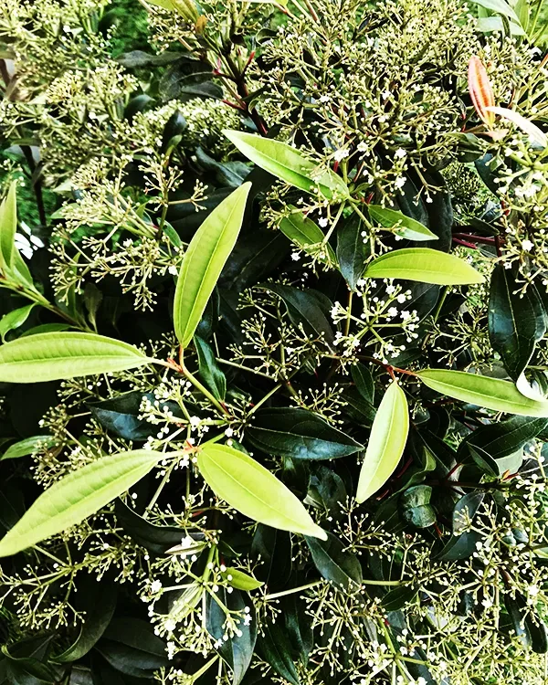 Moonlit Lace Viburnum