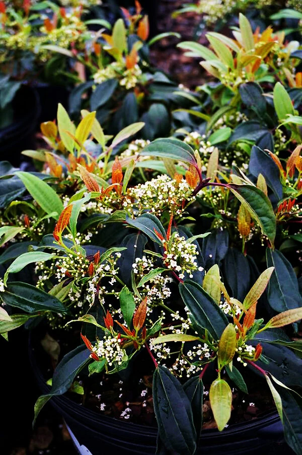 Moonlit Lace Viburnum - Image 3