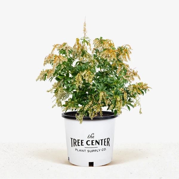 Mountain Fire Pieris - Image 3