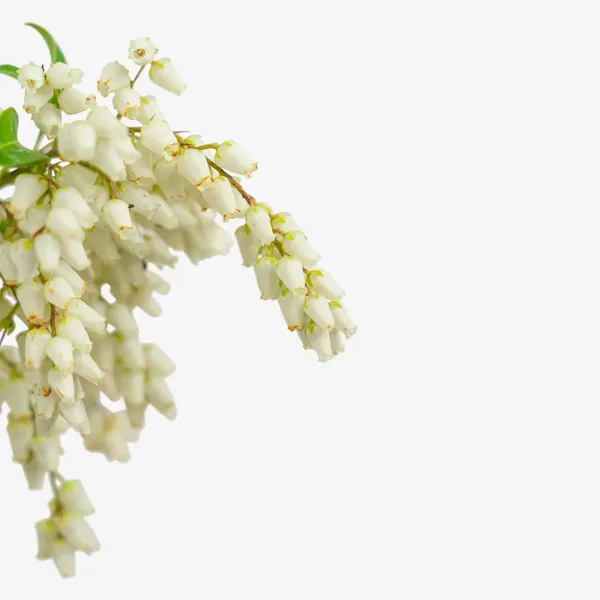 Mountain Fire Pieris - Image 5