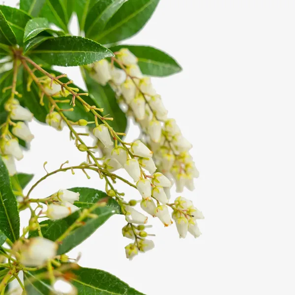 Mountain Fire Pieris - Image 4