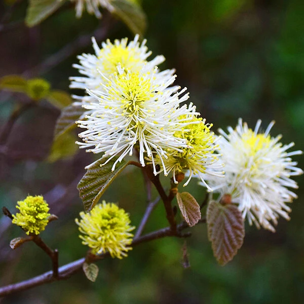 Mount Airy Fothergilla - Image 4