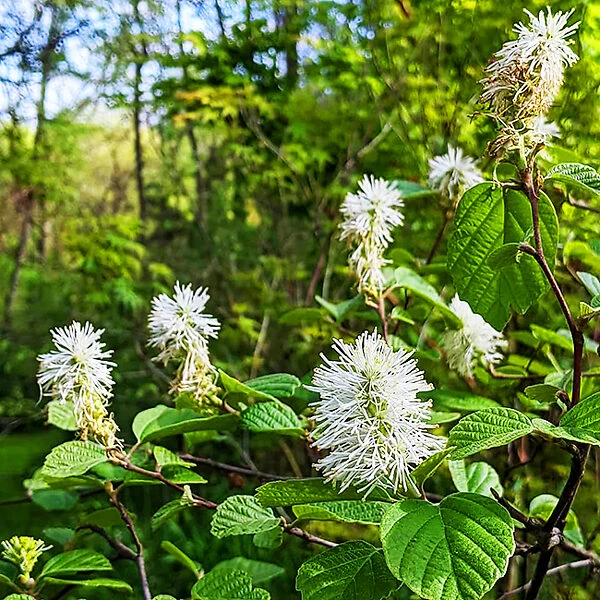 Mount Airy Fothergilla - Image 2