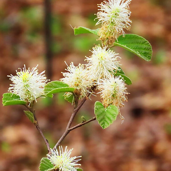 Mount Airy Fothergilla