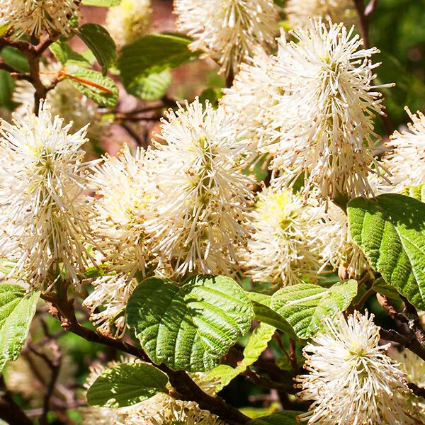 Mount Airy Fothergilla - Image 3