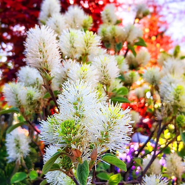 Mount Airy Fothergilla - Image 5
