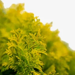 Nana Lutea Dwarf Hinoki Cypress
