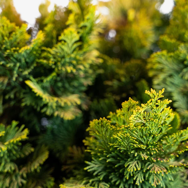 Nana Lutea Dwarf Hinoki Cypress - Tree Form - Image 3