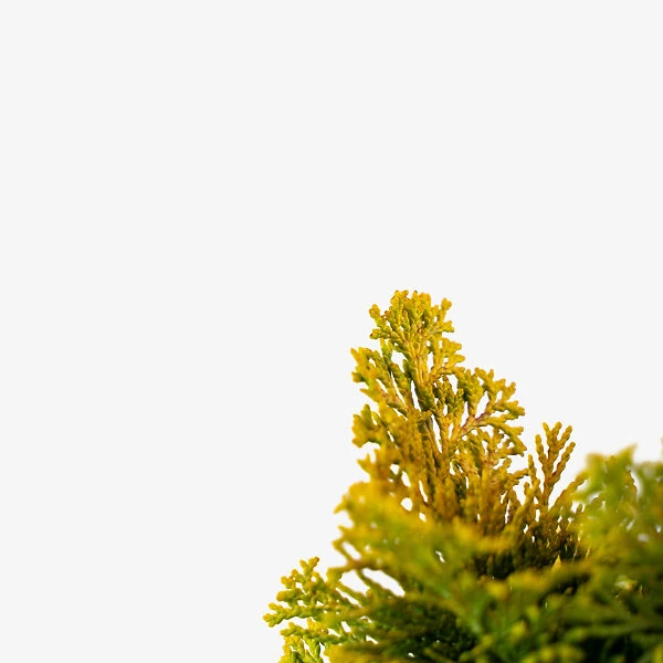 Nana Lutea Dwarf Hinoki Cypress - Tree Form