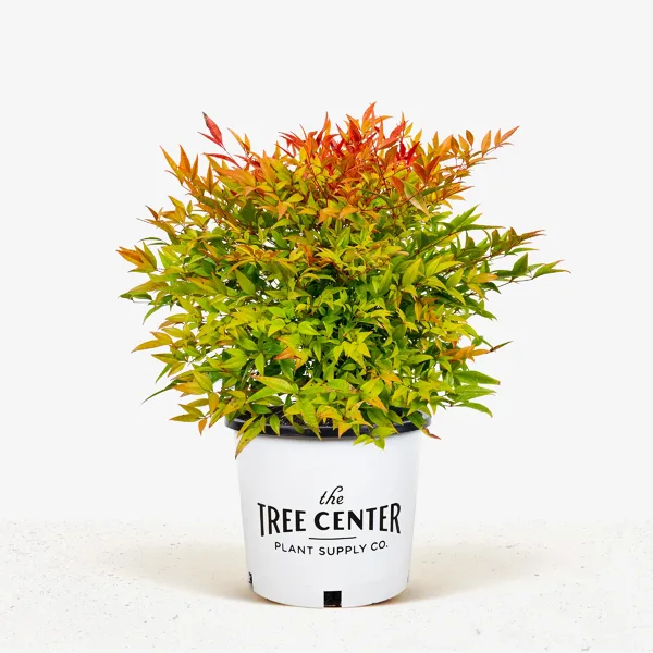 Moon Bay Nandina - Image 4