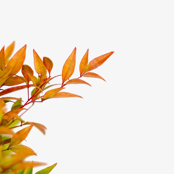 Moon Bay Nandina - Image 3