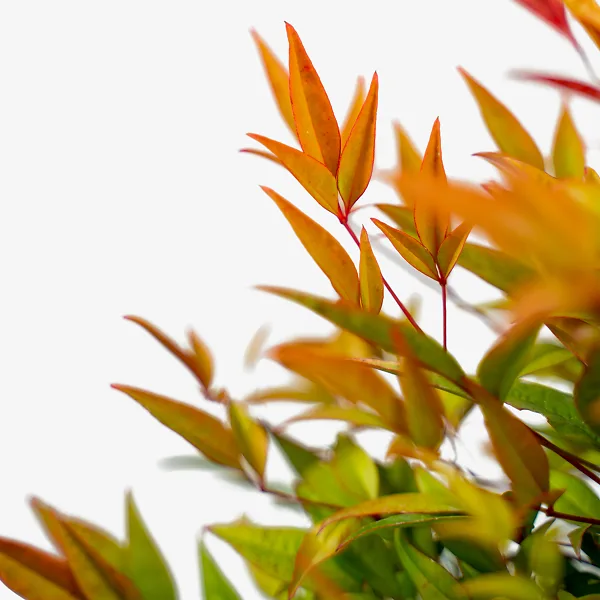 Moon Bay Nandina - Image 2