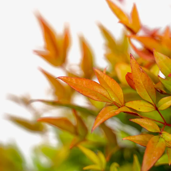 Moon Bay Nandina - Image 5