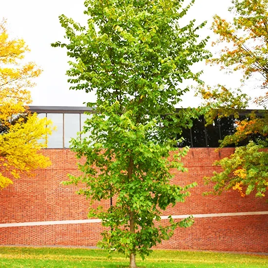 New Harmony American Elm