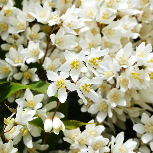 Nikko Deutzia - Image 3