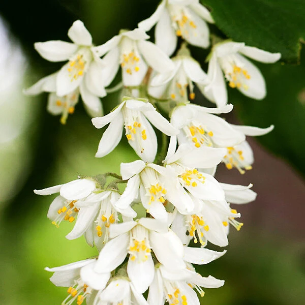 Nikko Deutzia - Image 4