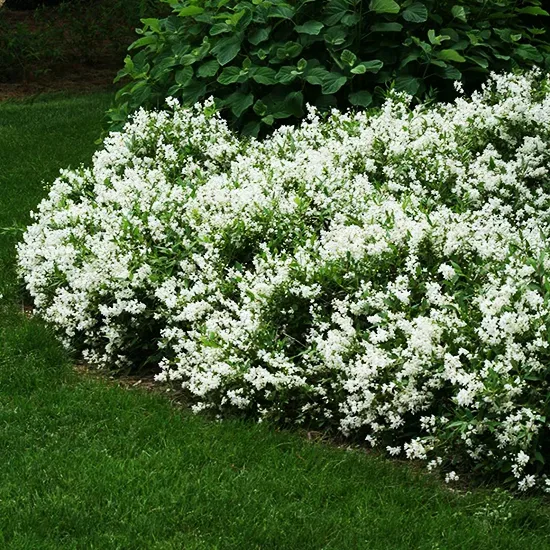 Nikko Deutzia - Image 2