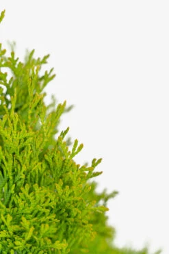 North Pole® Arborvitae