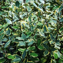 Olive Martini Silverberry