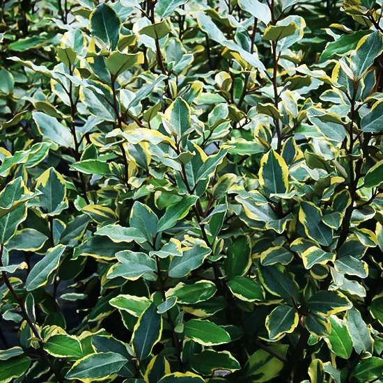 Olive Martini Silverberry