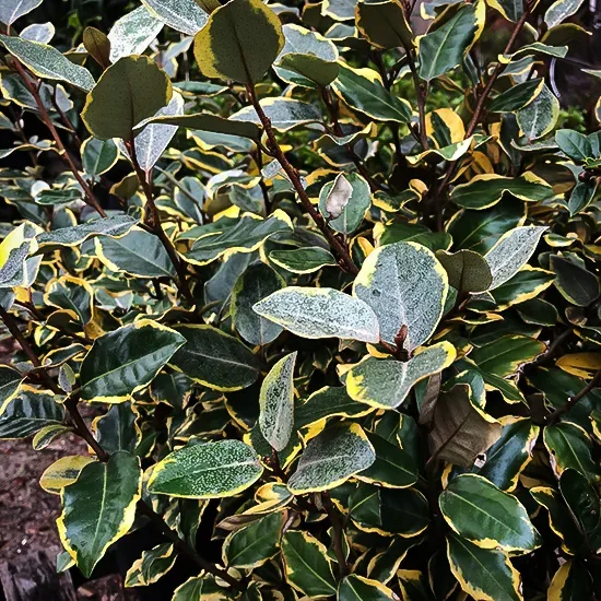 Olive Martini Silverberry - Image 3