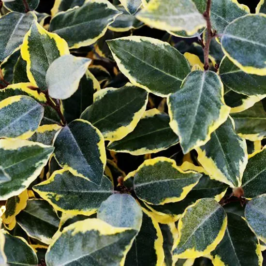 Olive Martini Silverberry - Image 2