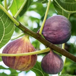 Olympian Fig Tree