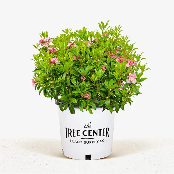 Olympic Fire Mountain Laurel - Image 2