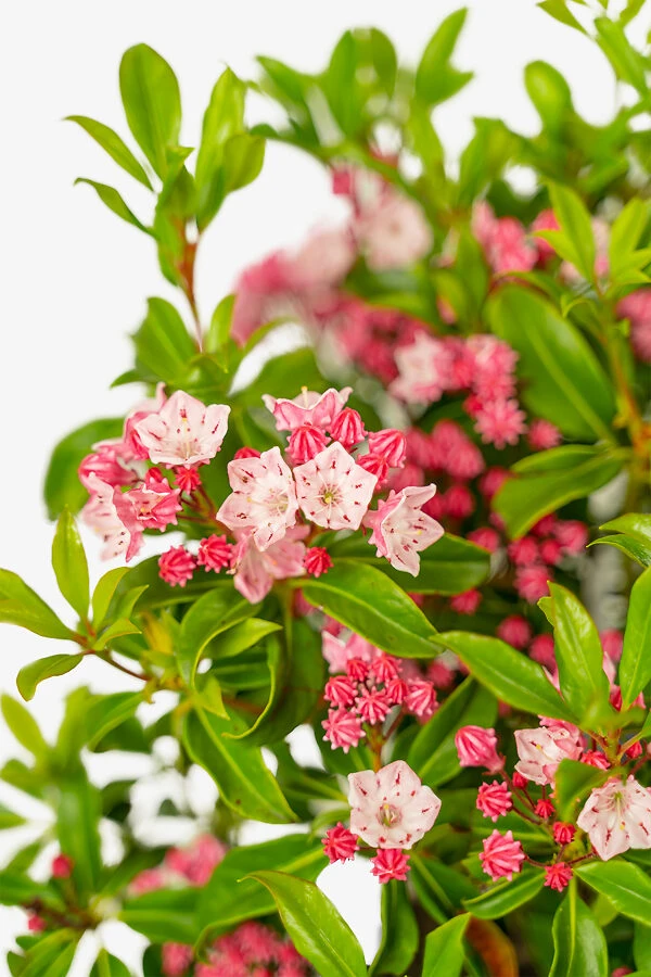 Olympic Fire Mountain Laurel - Image 4
