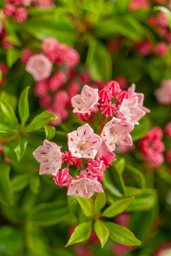Olympic Fire Mountain Laurel - Image 5