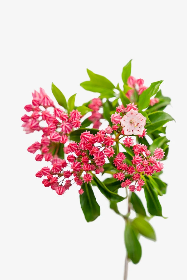 Olympic Fire Mountain Laurel - Image 3