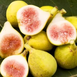 Peter's Honey Fig