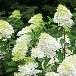 Phantom Hydrangea - Tree Form