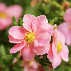 Pink Beauty Cinquefoil