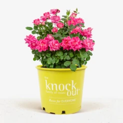 Pink Double Knock Out® Rose