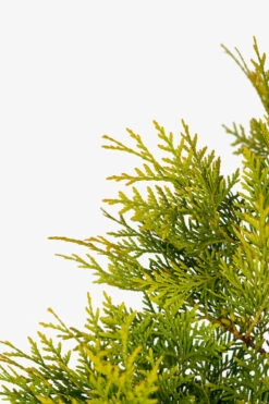 Polar Gold Arborvitae