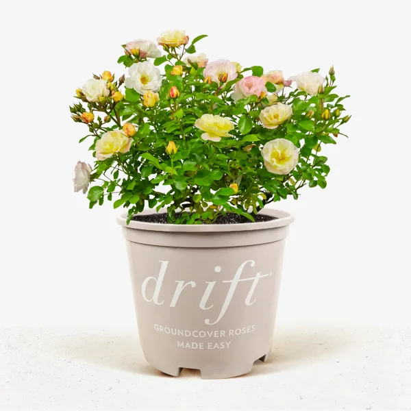 Popcorn Drift® Rose - Image 4
