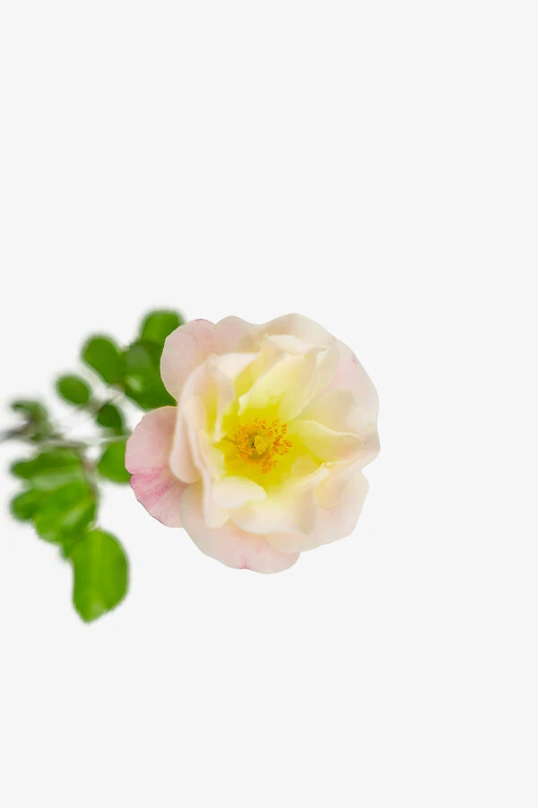 Popcorn Drift® Rose - Image 3