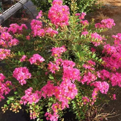 Princess Lyla™ Crape Myrtle