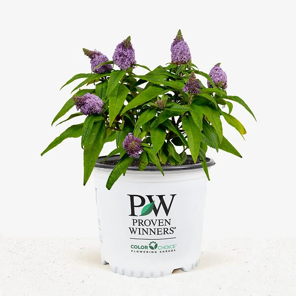 Pugster® Amethyst Butterfly Bush